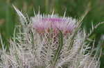 Yellow thistle <BR>Purple thistle